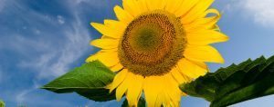 Sunflower 300x118 - Sunflower