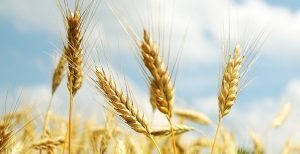 Wheat 300x154 - Wheat