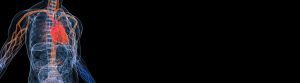 HumanBody circulatorySystem wide 300x83 - HumanBody_circulatorySystem_wide