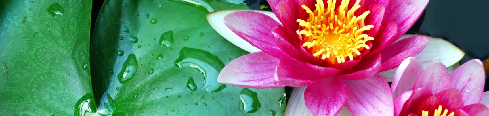 Lotus header1 - Theta Healing® DNA 3