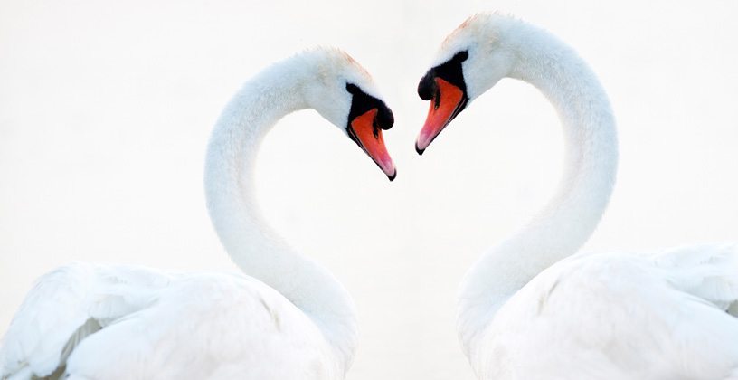 Two Love Swans - In Search of The One - Sacred Love and Twin Flames