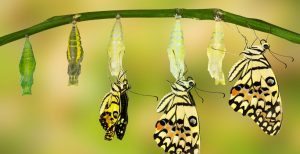 StagesOfButterfuly 300x154 - StagesOfButterfuly