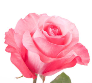 Pink Rose 300x271 - Pink-Rose