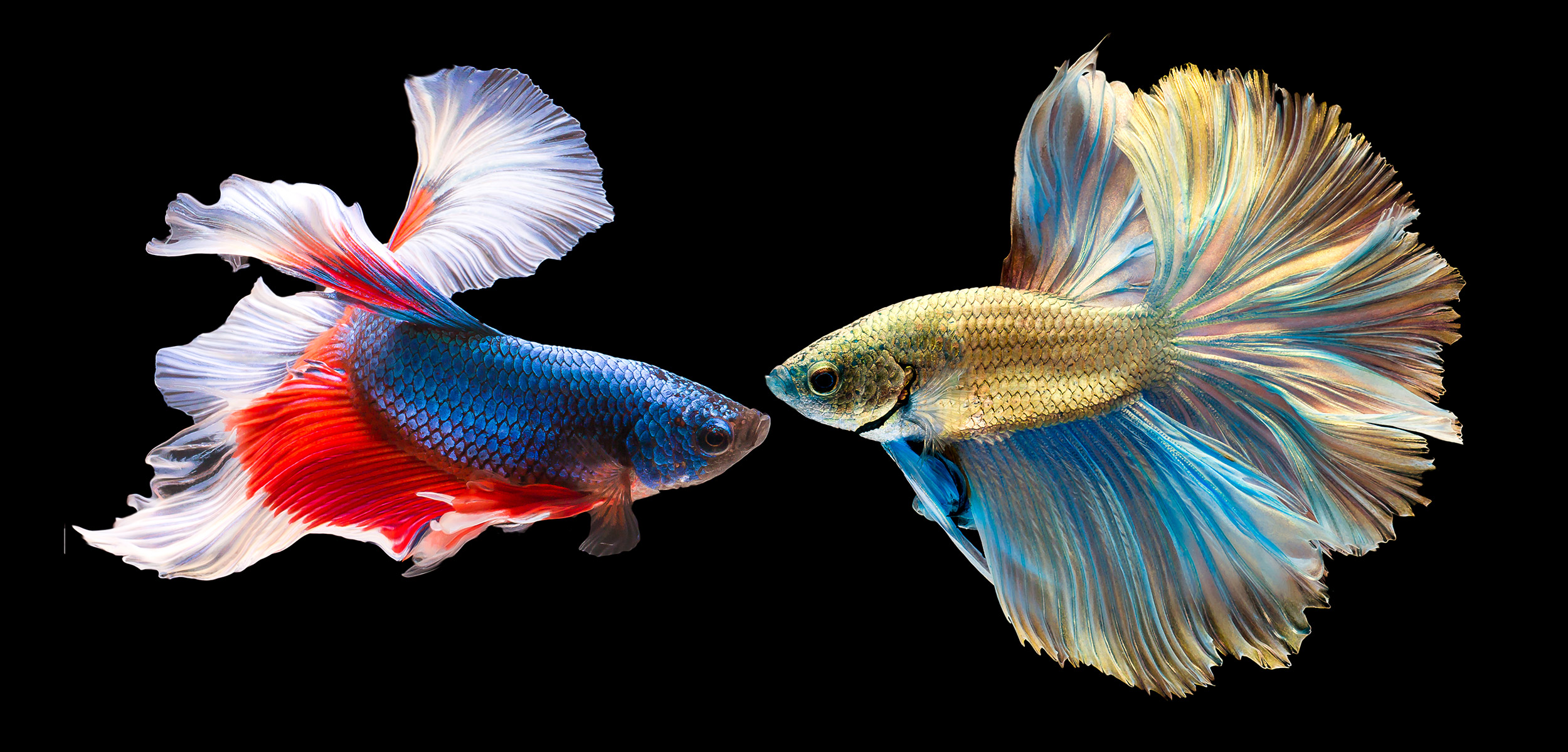 2Fish - Growing Your Relationships: You and Your Inner Circle