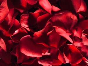 bed of rose petals 300x225 - bed-of-rose-petals